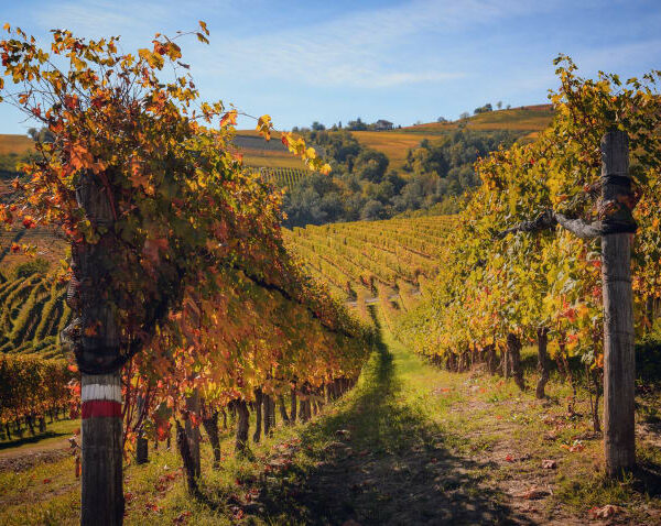Guida ai vini piemontesi